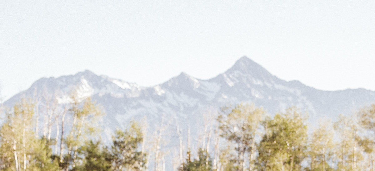 Snow still on the peaks behind a stand of aspens