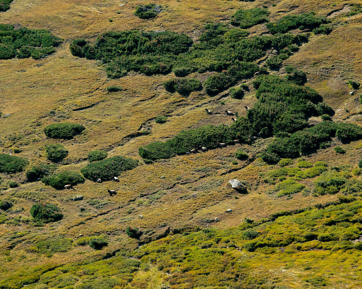 A green alpine hillside in late summer light.