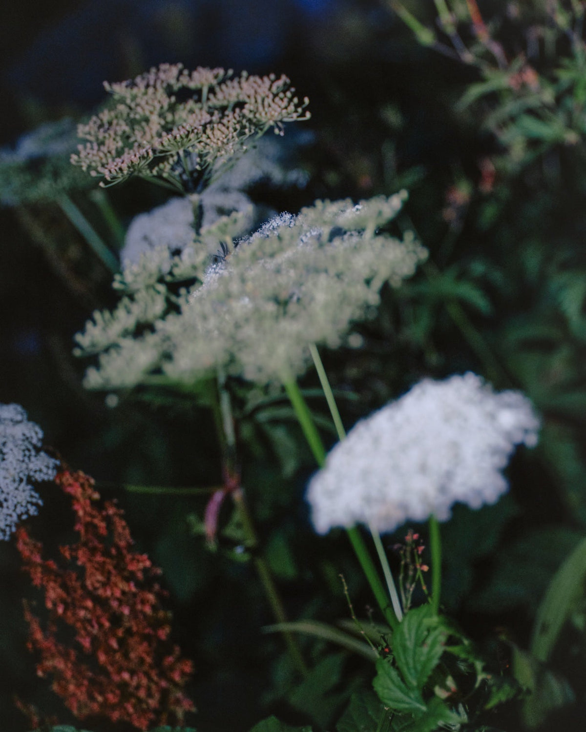 Yarrow in flower at dusk, cream heads against dark foliage