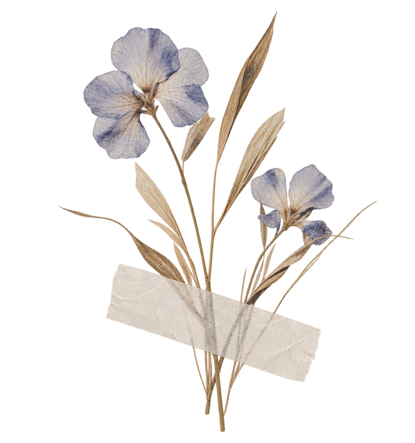 Pressed flax flowers held down by a strip of paper tape