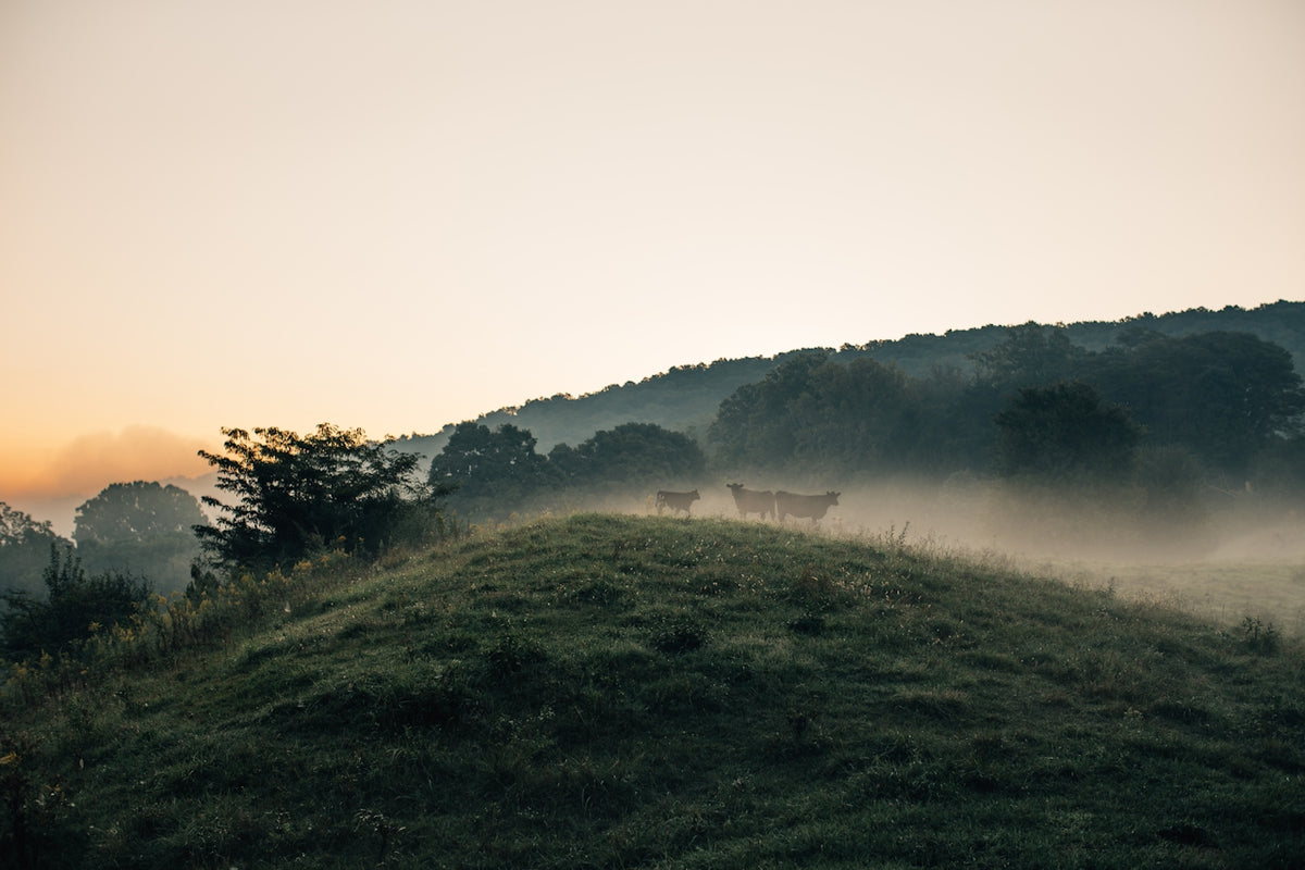 Fog lifting off a meadow below the treeline at dawn