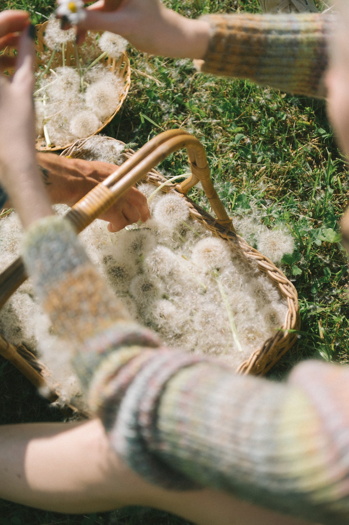 Hands gathering dandelions into a woven basket in long grass.