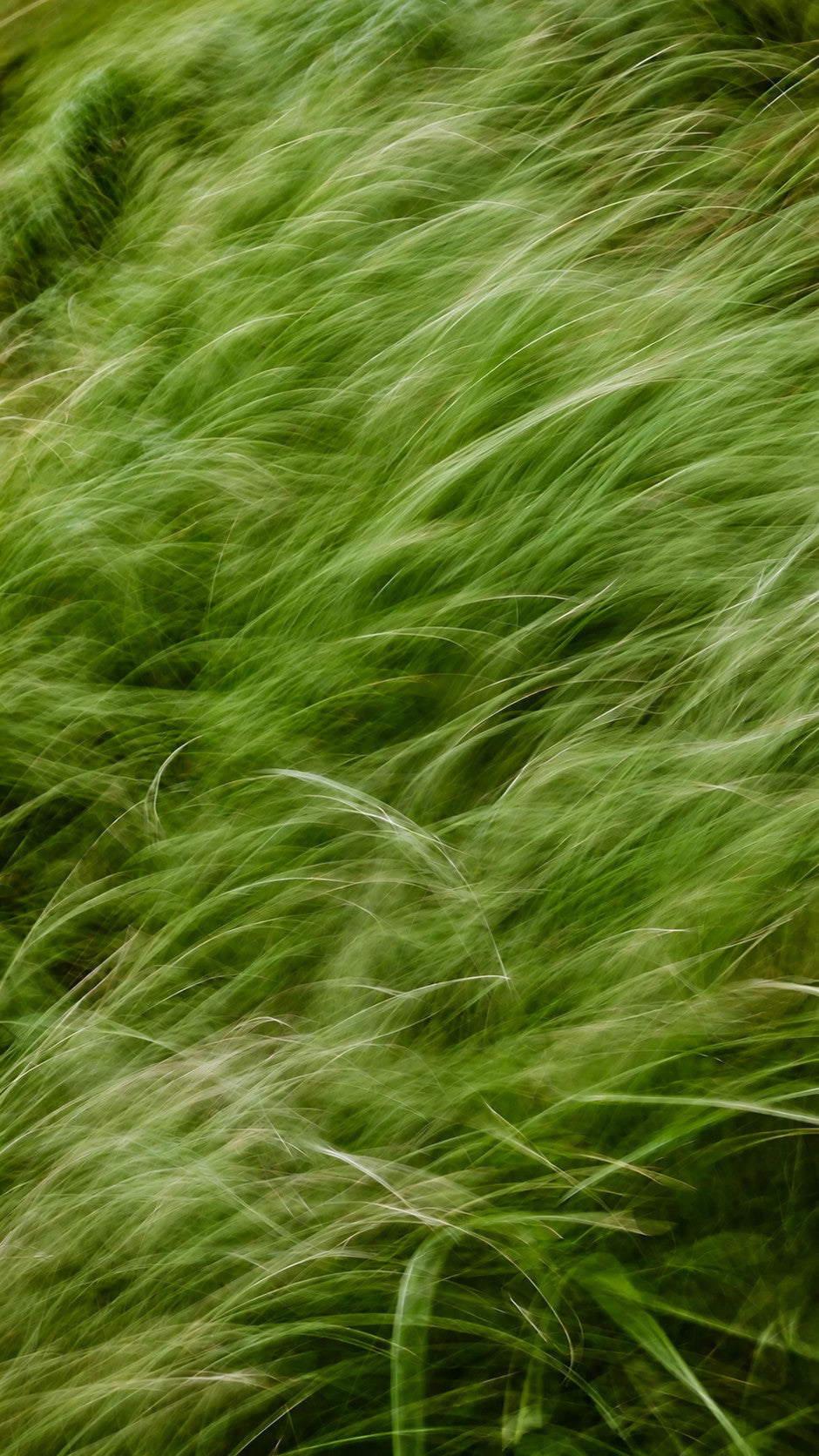 Long grass bending in the wind