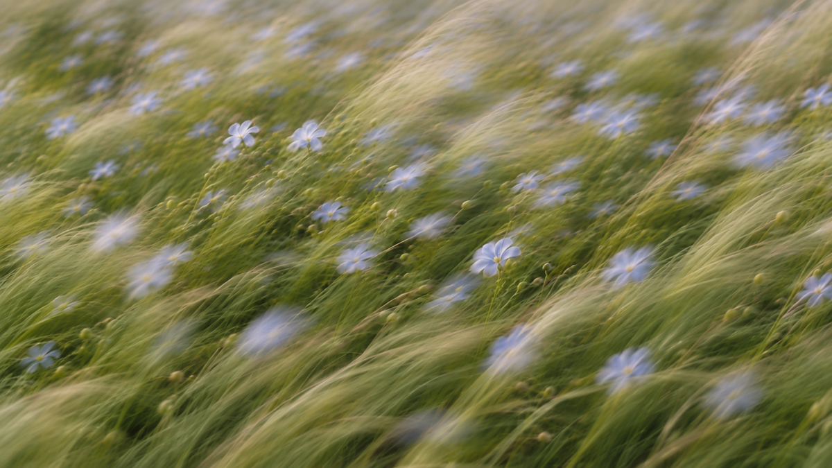 Flax in flower, pale blue against green, moving in the wind